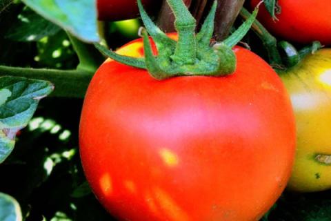 番茄多久施肥一次
