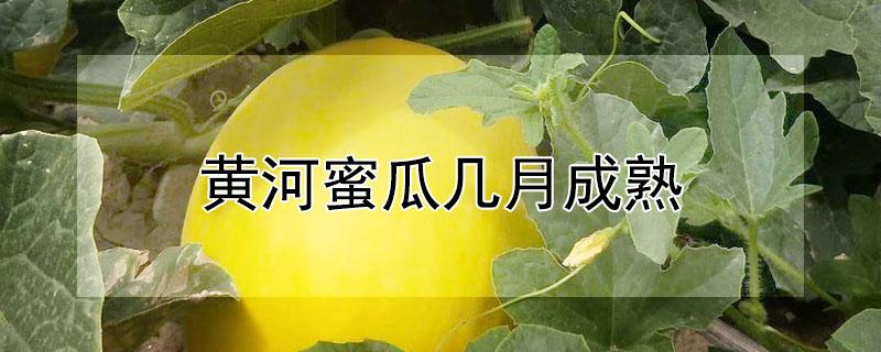 黄河蜜瓜几月成熟