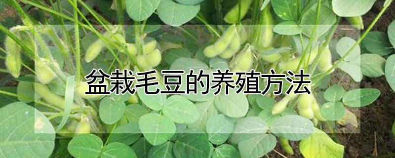 盆栽毛豆的养殖方法