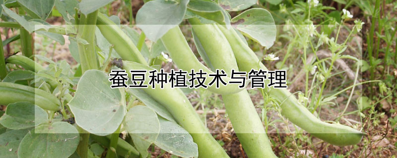蚕豆种植技术与管理