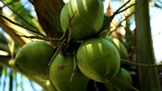 椰子靠什么传播种子的