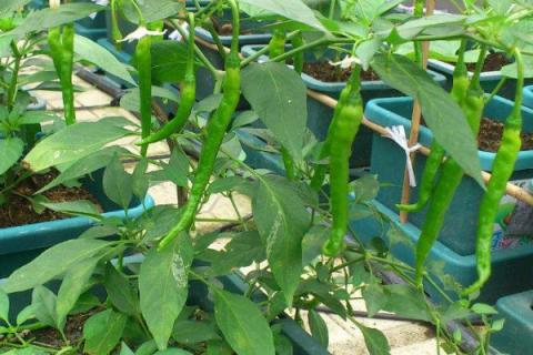 盆栽辣椒的种植方法和注意事项