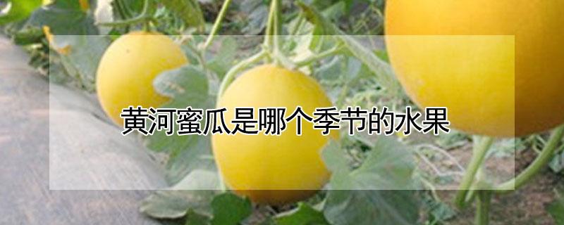 黄河蜜瓜是哪个季节的水果