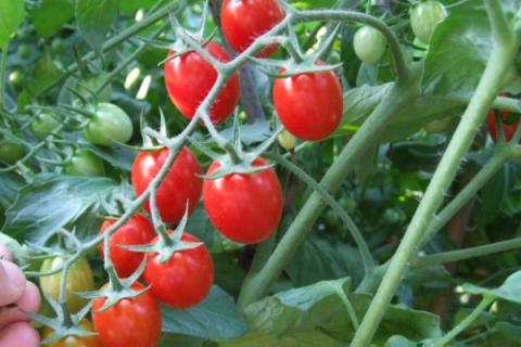 樱桃番茄种植时间和方法