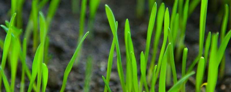 小麦苗种植方法