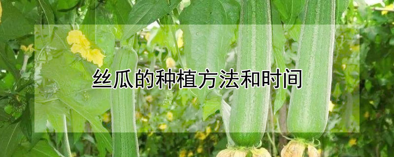丝瓜的种植方法和时间