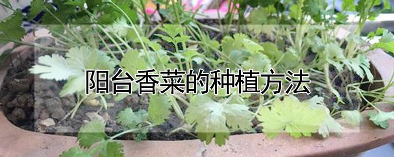 阳台香菜的种植方法