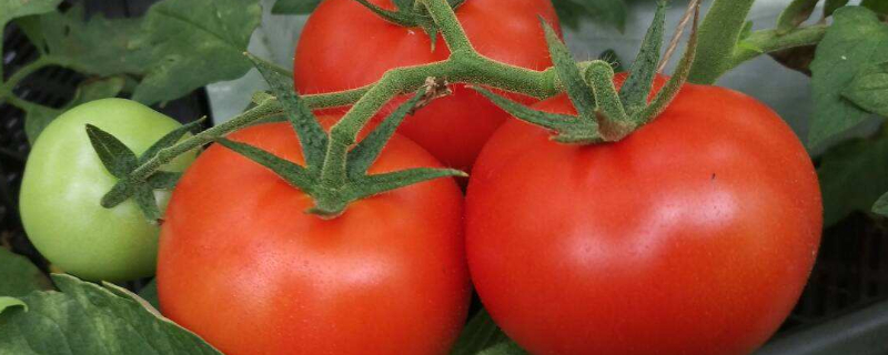 西红柿种子怎么种植方法