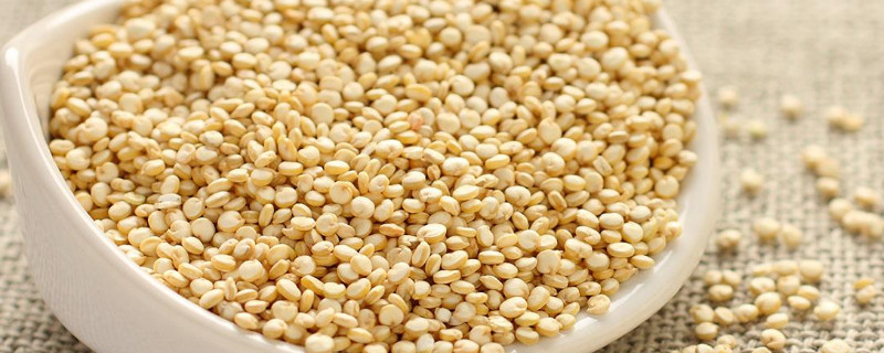 藜麦种植方法和条件