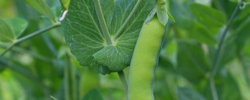荷兰豆的生长期是多少天