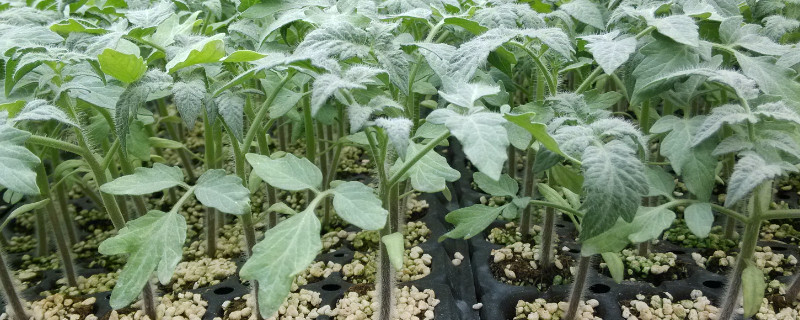 番茄苗移栽后几天施肥