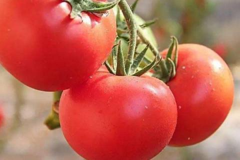 西红柿适合什么土壤种植