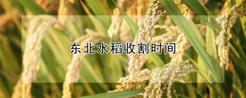 东北水稻收割时间