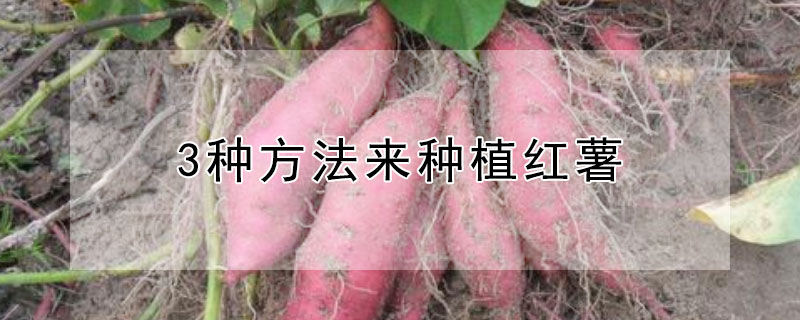 3种方法来种植红薯