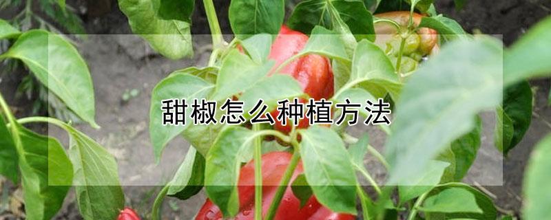 甜椒怎么种植方法