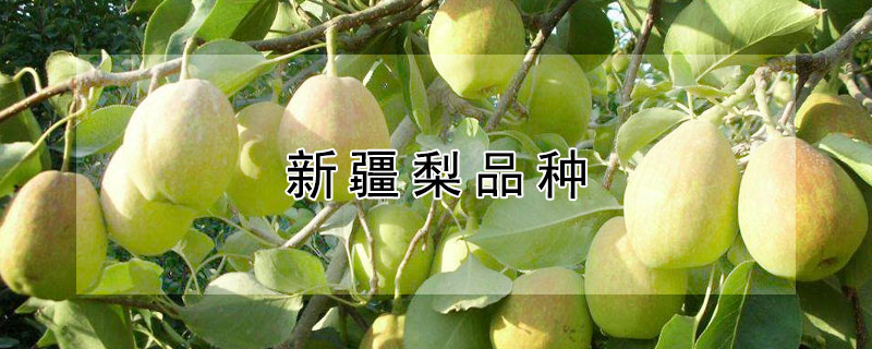 新疆梨品种