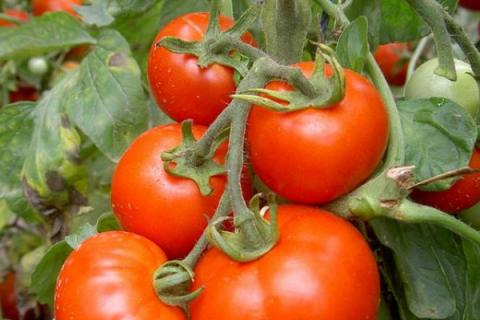 盆栽番茄的养殖方法和注意事项