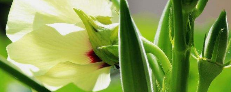 黄秋葵种植时间和方法