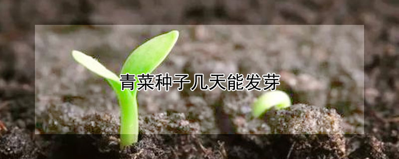 青菜种子几天能发芽
