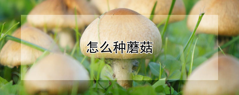 怎么种蘑菇