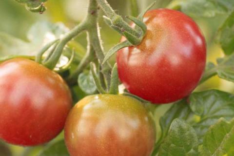 西红柿苗结果能结多久