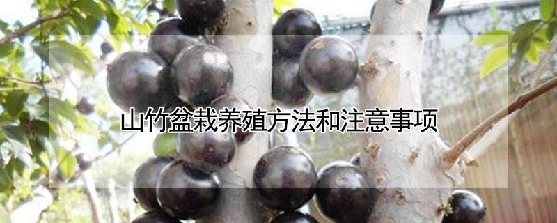 山竹盆栽养殖方法和注意事项