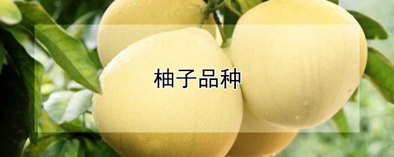 柚子品种