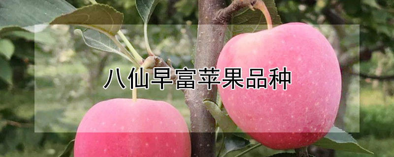 八仙早富苹果品种