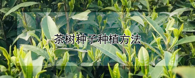 茶树种子种植方法