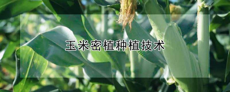 玉米密植种植技术
