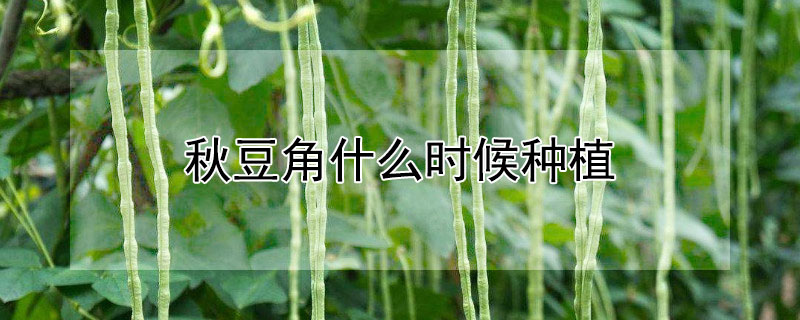 秋豆角什么时候种植