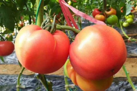 西红柿籽能直接种吗