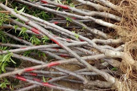 李子树苗种植技术