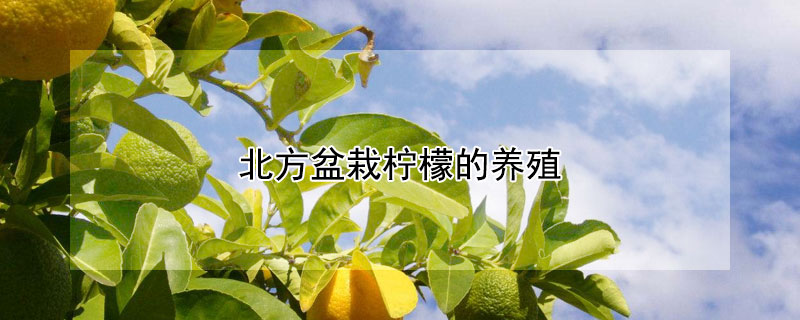 北方盆栽柠檬的养殖