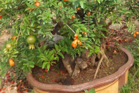 石榴树盆栽怎么养护