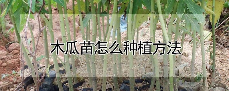 木瓜苗怎么种植方法