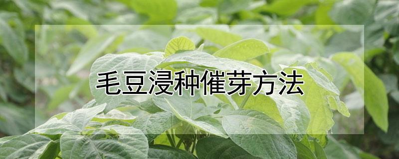 毛豆浸种催芽方法