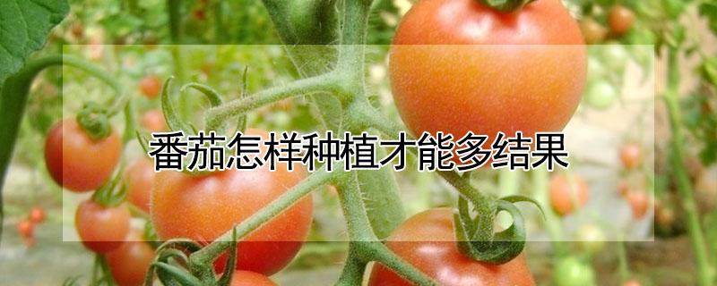 番茄怎样种植才能多结果