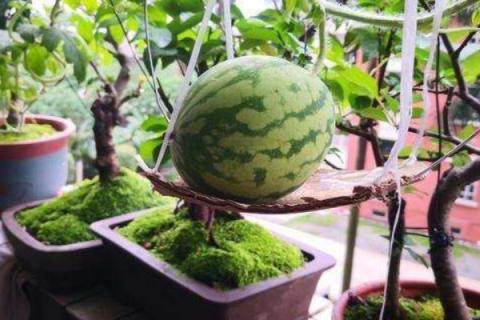 阳台种西瓜种植方法