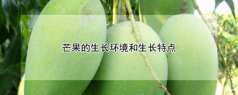 芒果的生长环境和生长特点
