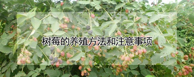 树莓的养殖方法和注意事项