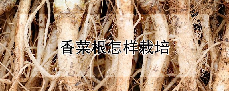 香菜根怎样栽培