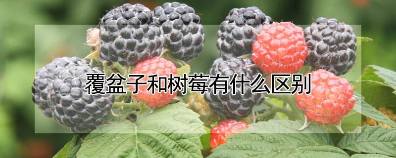 覆盆子和树莓有什么区别 覆盆子和树莓是一种吗