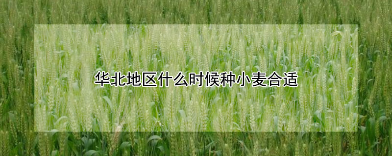 华北地区什么时候种小麦合适