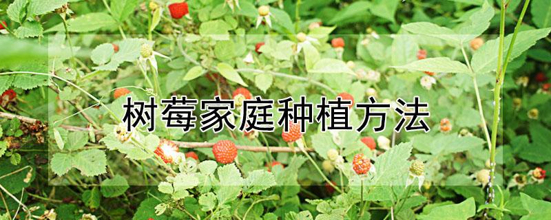 树莓家庭种植方法