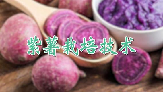 紫薯栽培技术