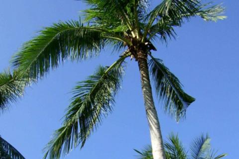 椰子靠什么传播种子的