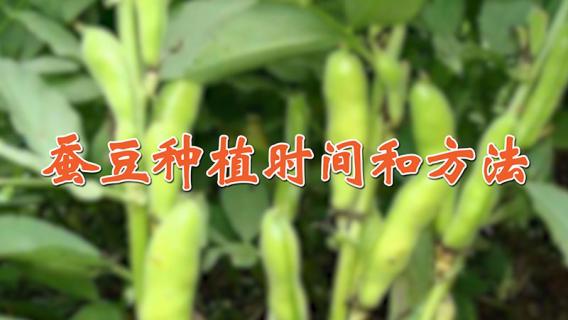 蚕豆种植时间和方法