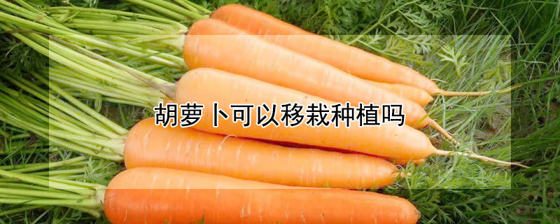 胡萝卜可以移栽种植吗?
