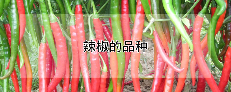 辣椒的品种